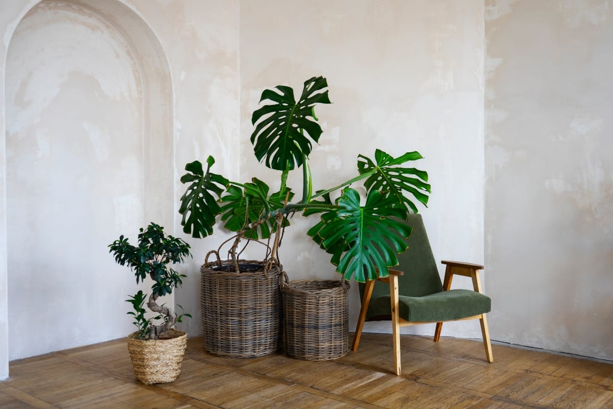 Biophilic home decor